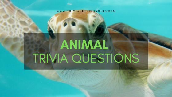 Animal trivia questions