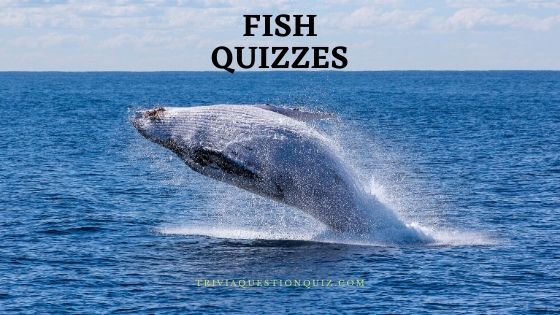 fish quizzes