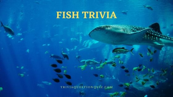 111 Fun Fish Trivia Quiz Questions and Answers