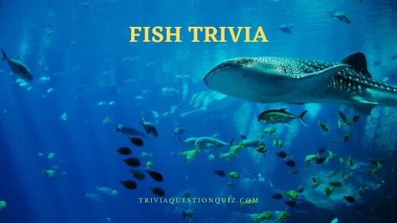freshwater fish trivia saltwater fishing trivia bass fishing trivia saltwater fishing trivia fly fishing trivia aquarium trivia fish identification quiz freshwater fish quiz fishing trivia questions and answers saltwater fish quiz fish trivia questions bass fishing quiz aquarium quiz tropical fish quiz fish species quiz carp fishing quiz aquarium fish quiz saltwater fishing trivia fishing trivia game fish trivia questions and answers coarse fishing quiz questions and answers aquarium trivia salmon trivia hunting and fishing trivia questions