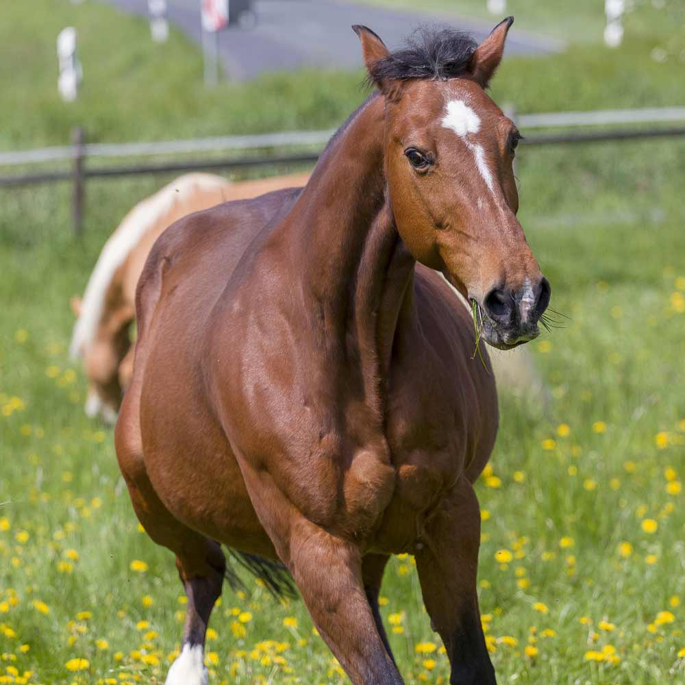 65 Horse Knowledge Quiz Questions Answers Free Online