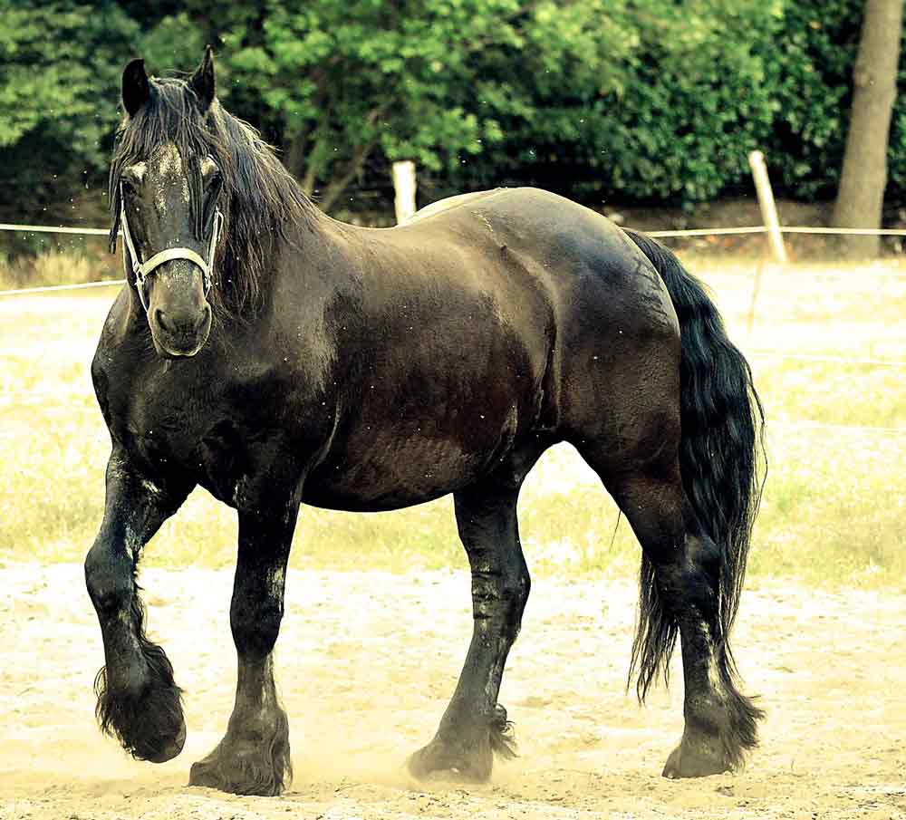 55 Horse Trivia Questions and Answers Interesting Equine Facts