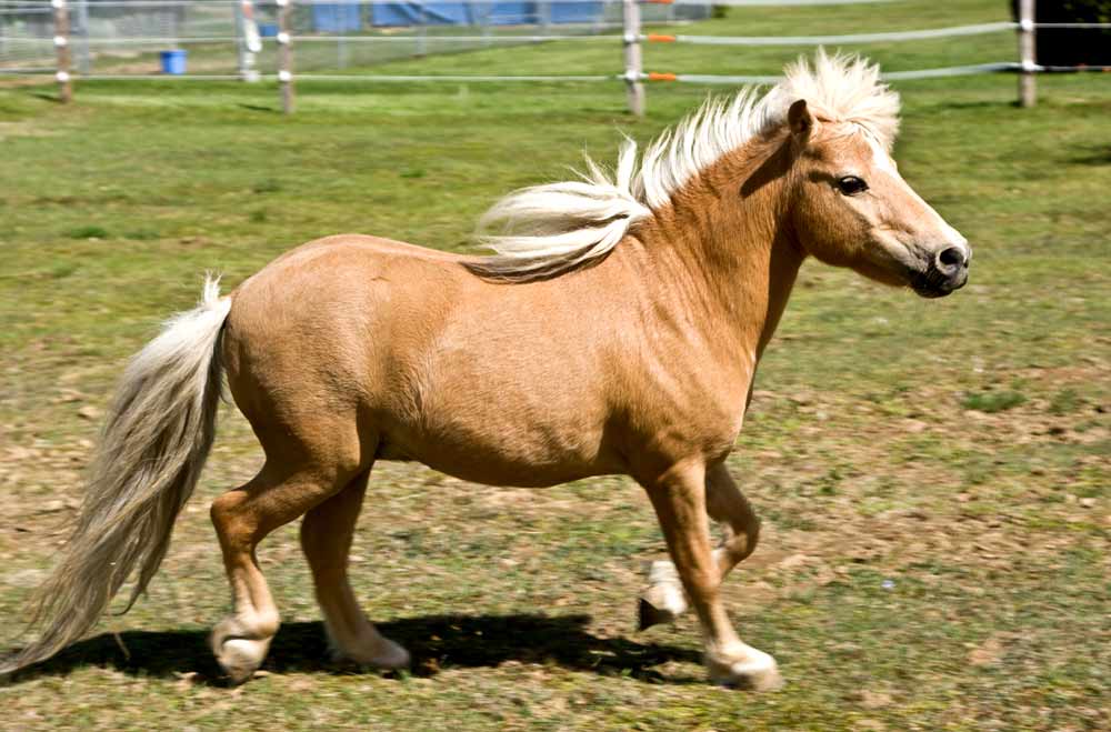 65 Horseback Riding Quiz Equine Trivia Printable Online Facts