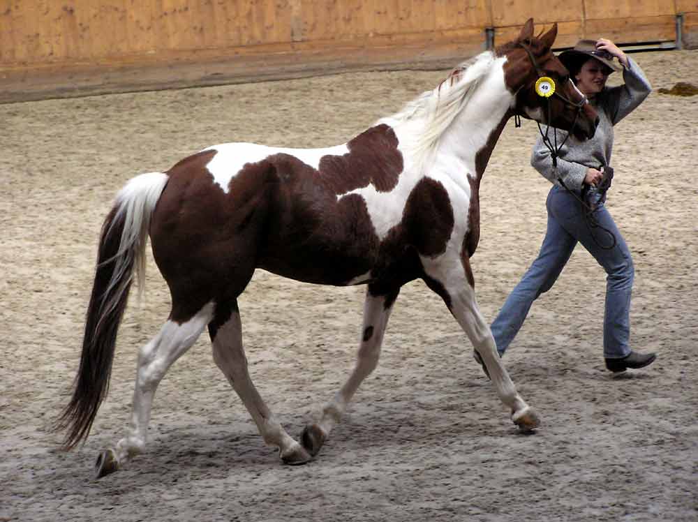 60 Horse Riding Racing Quiz Questions Horses General Trivia