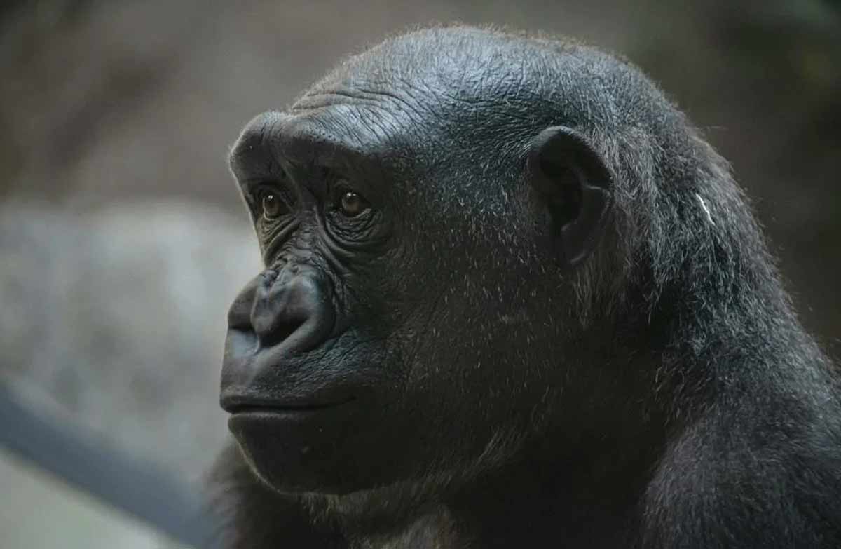 28 Interesting, Fun, Cool Trivia and Facts about Chimpanzees