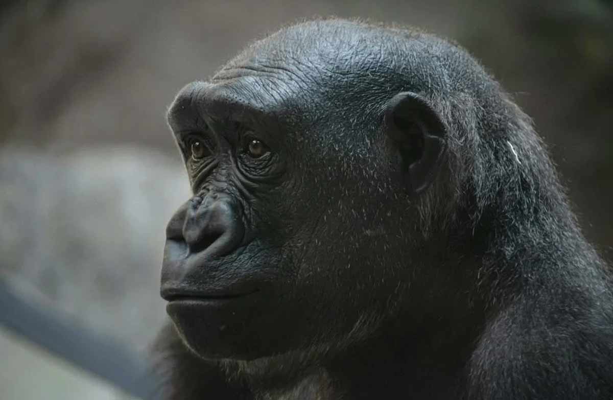 facts about chimpanzees