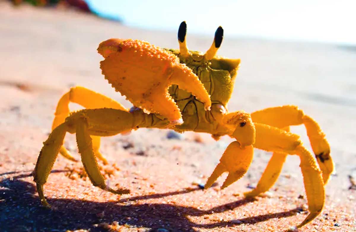 interesting facts about crabs