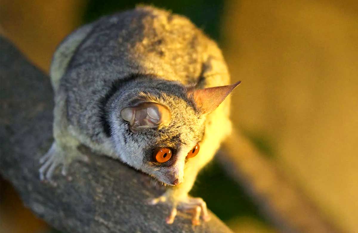 Facts about Bush Baby